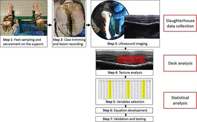 Development of an equation to screen for solar hemorrhages from digital cushion ultrasound texture analysis in veal calves at slaughter